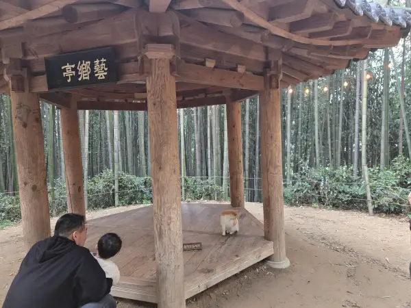 담양 대나무 축제 죽녹원