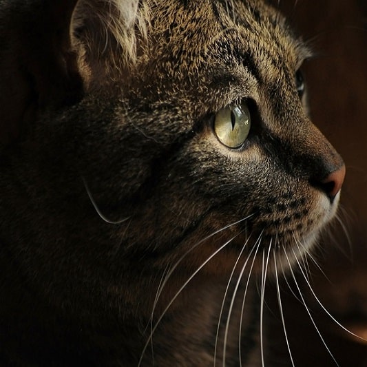 반려동물을 잃었을 때