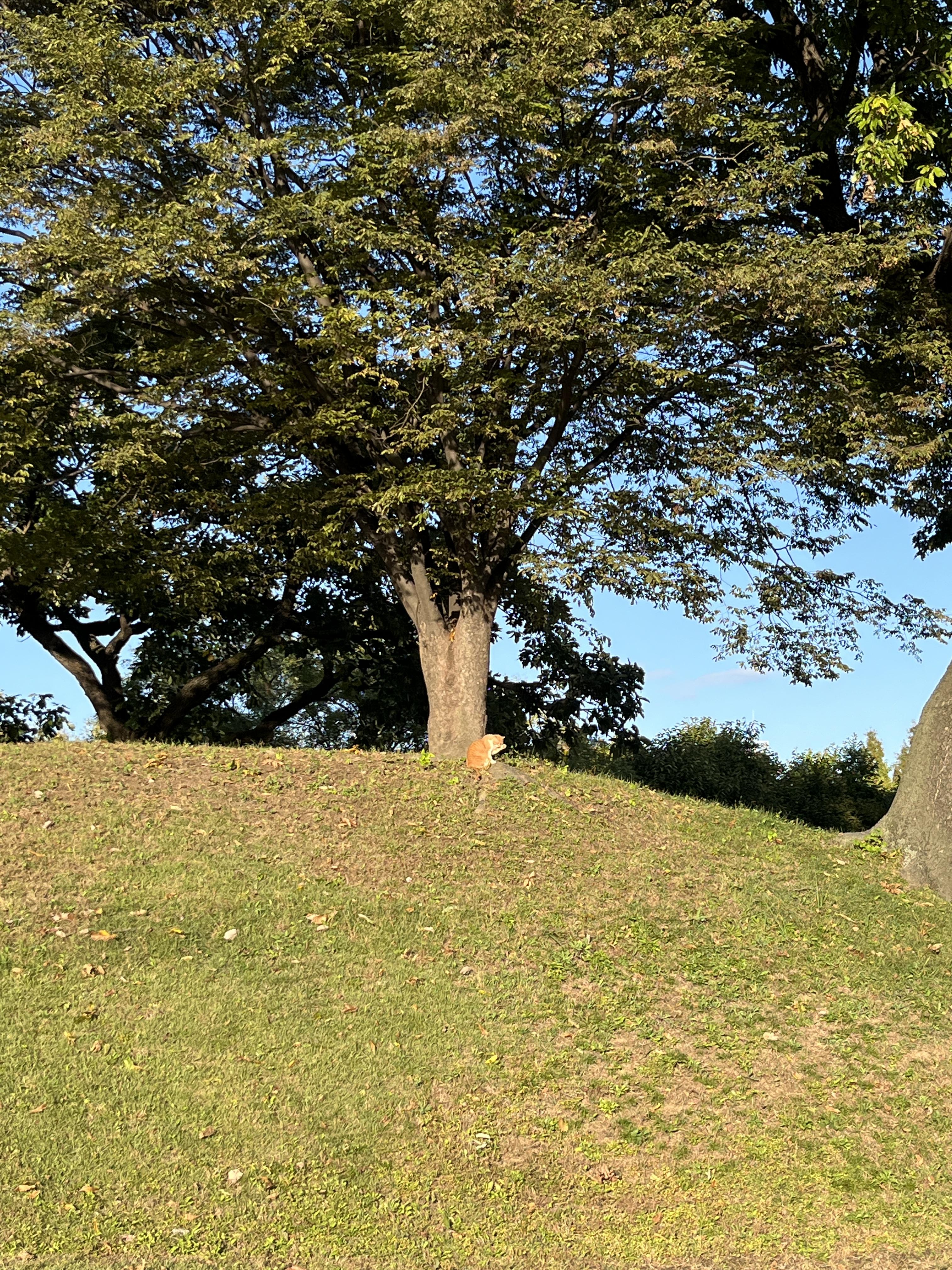 올림픽공원 나홀로나무