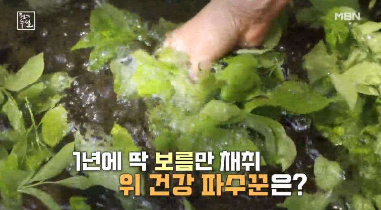 천기누설 노각잎 썸네일