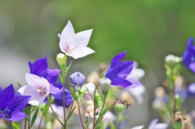 도라지 효능 효과 Best 10