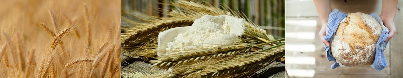 글루텐 포함된 식품, 우유, 밀가루, 보리