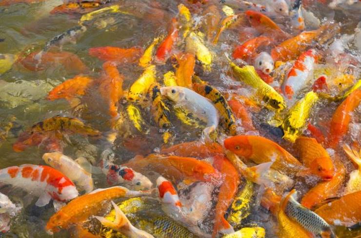 수백마리의 잉어