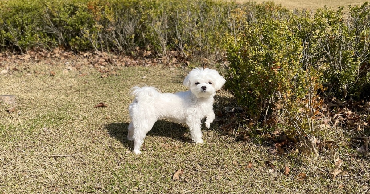 강아지-꼬리-내림-의미와-이유