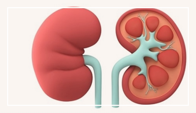 신장이 안좋으면 나타나는 증상