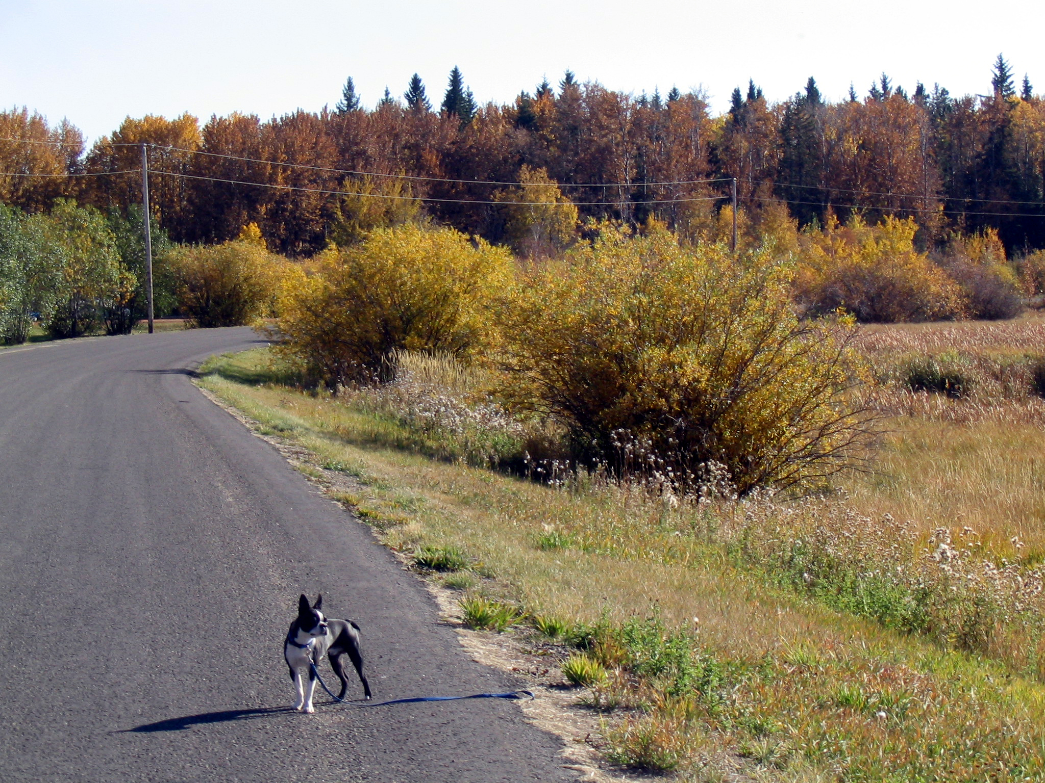 강아지 교통사고 관련 사진