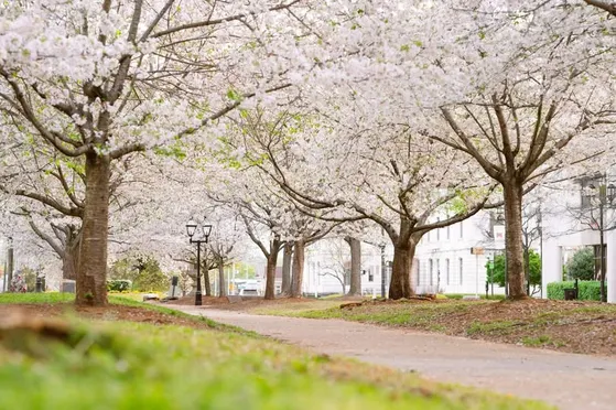 2025년 벚꽃축제 일정 시기 명소_4