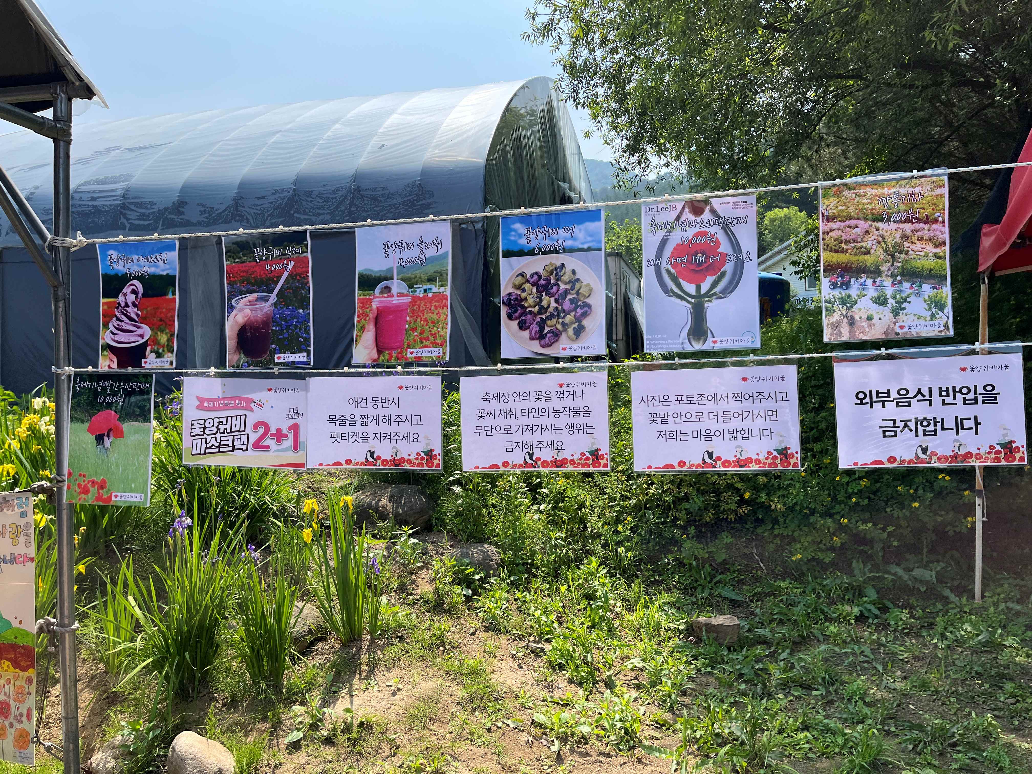 용수골 꽃양귀비 축제