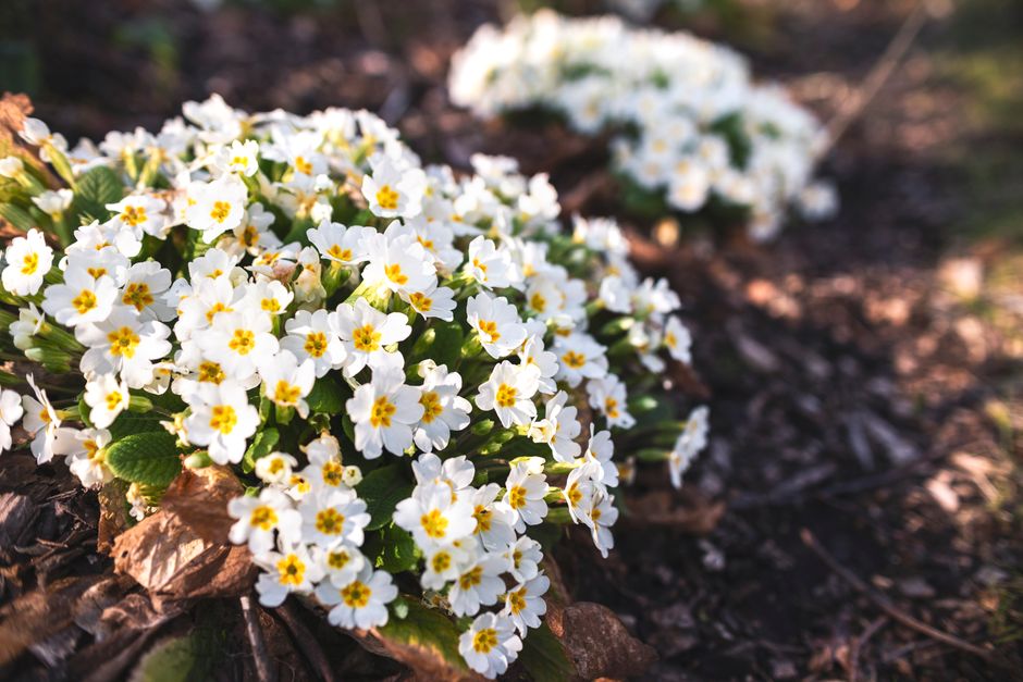 Close-up of white primrose flowers blooming vibrantly in spring sunlight.