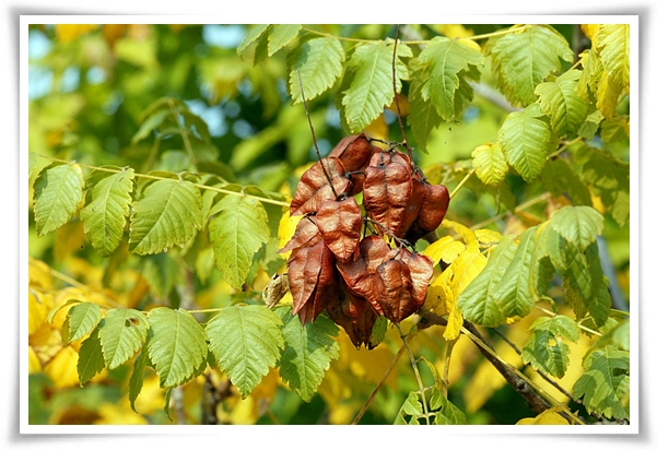 화초 "모감주나무" 황금빛 비를 내리는 신비로운, 꽃보다 열매가 예쁜 나무!