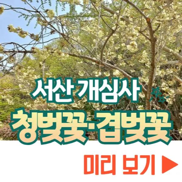 개심사 청벚꽃 개화시기 겹벚꽃 명소