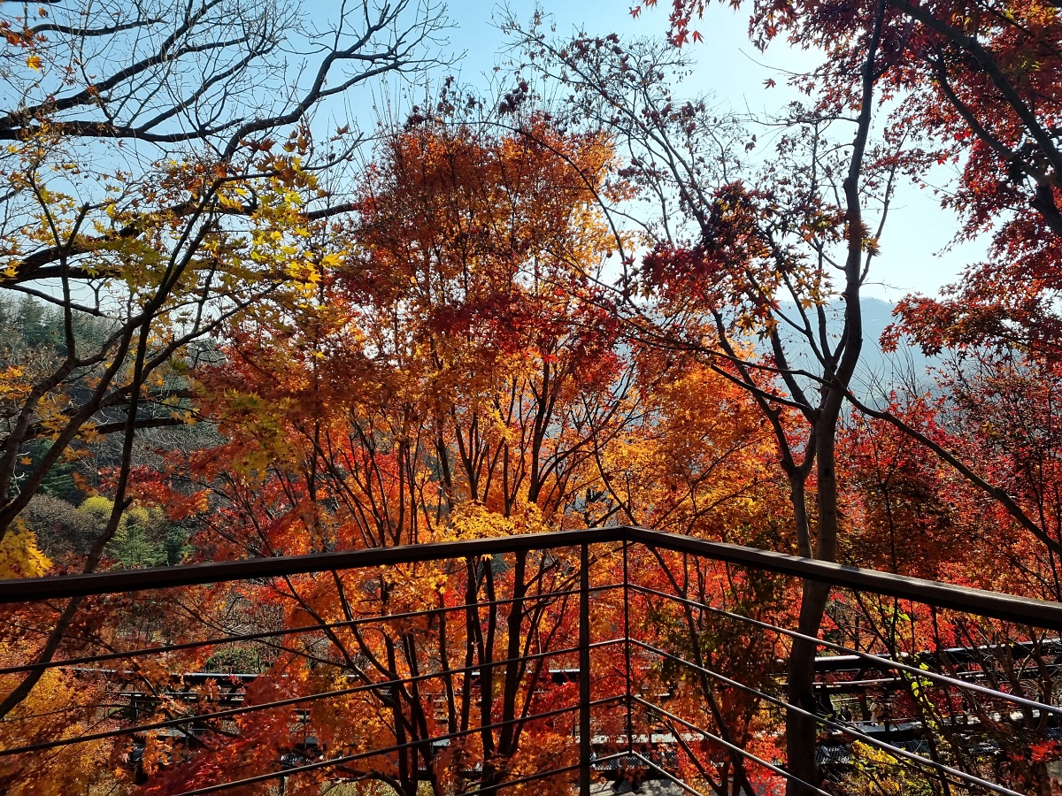 2024 경기도 광주 곤지암 화담숲 예약: 단풍 시기, 모노레일 장단점, 이용 팁