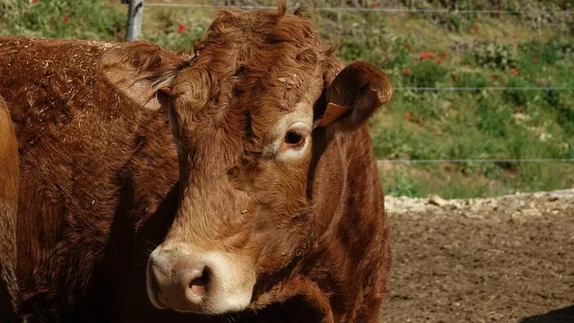 충주 인천공항 리무진 버스 시간표 요금 예매방법까지_8