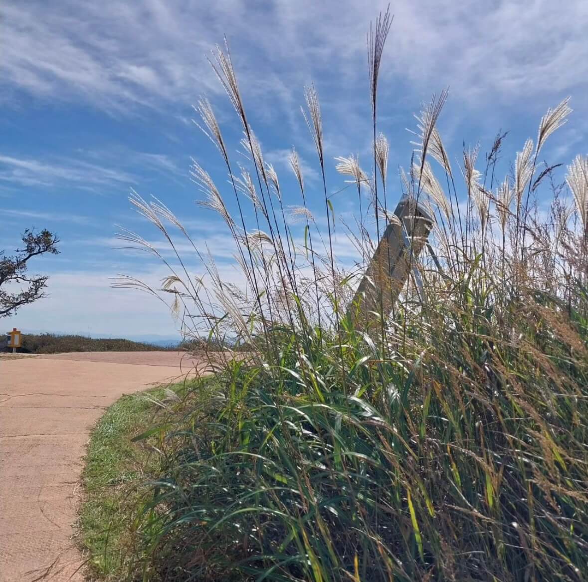 황매산 억새축제기간