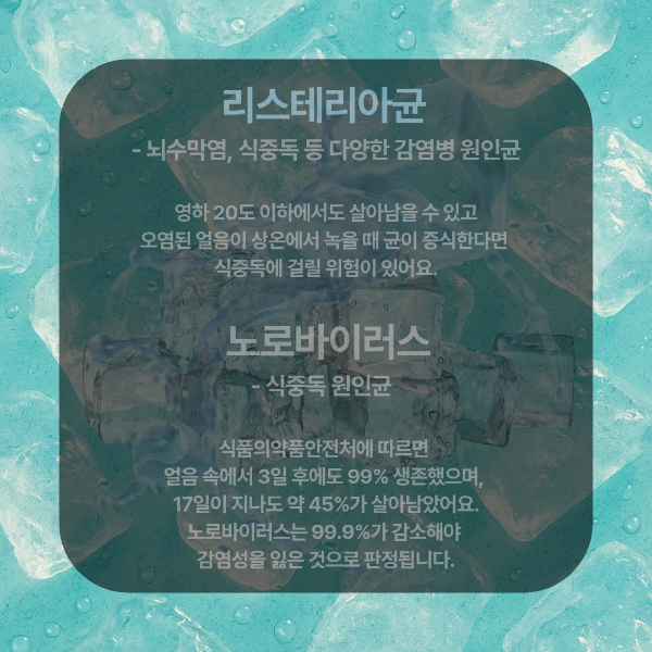 리스테리아균 노로바이러스