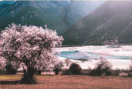 하동 십리벚꽃길, 드라이브로 즐기는 봄날의 낭만