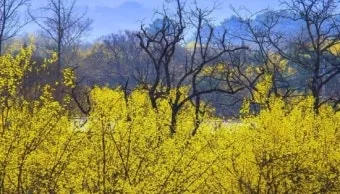 산수유 재배 개화기 관리 결실 유도 열매 건조_9