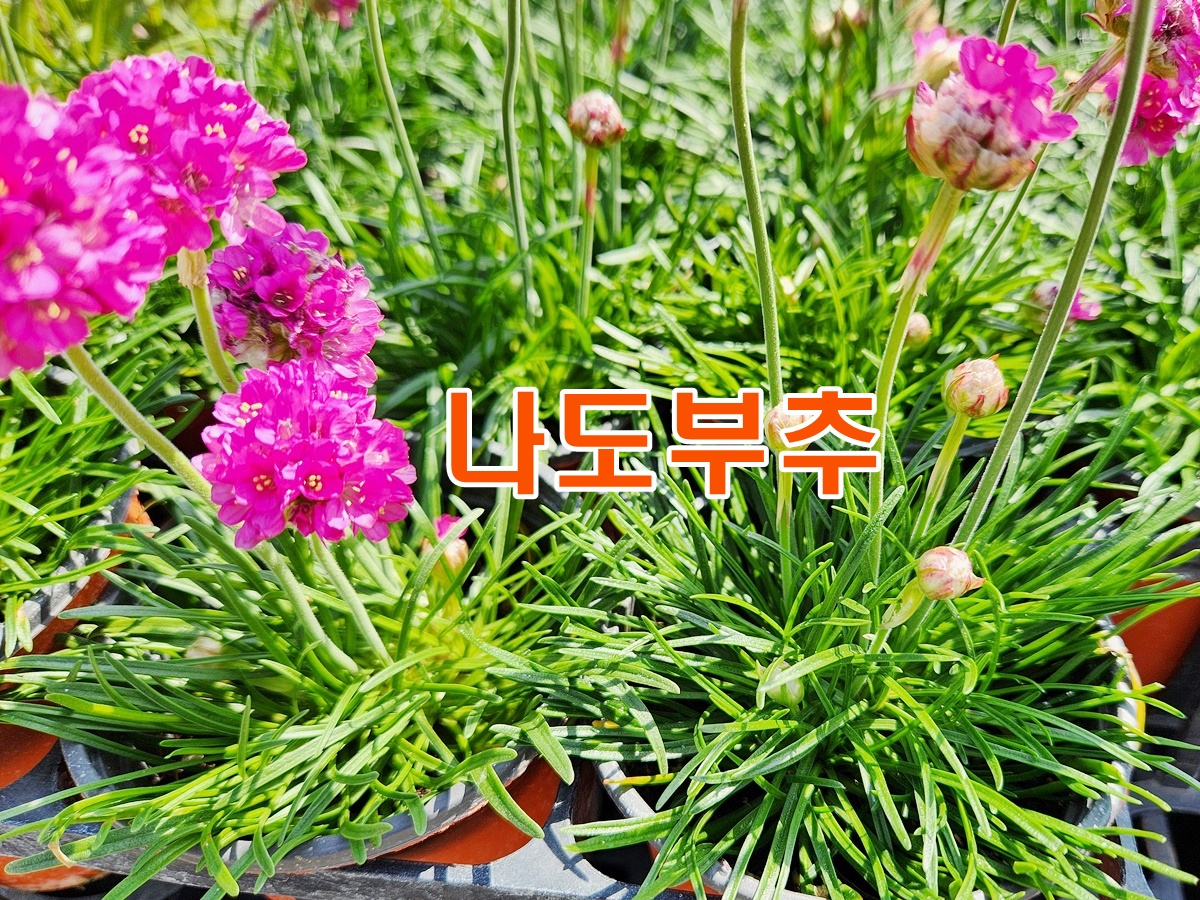 나도부추(아르메리아)