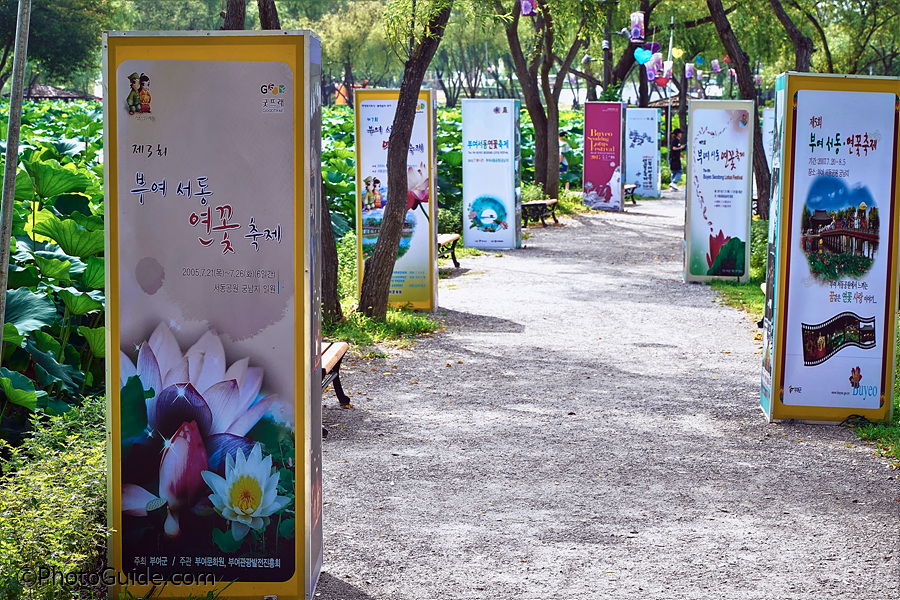부여서동연꽃축제