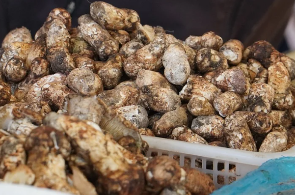 새송이버섯 효능 : 소화기