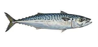 고등어 굽는 방법 비린내 잡기 레시피_12