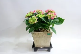 수국 키우는법 개화시기 삽목시기 가지치기 화분 물주기_3