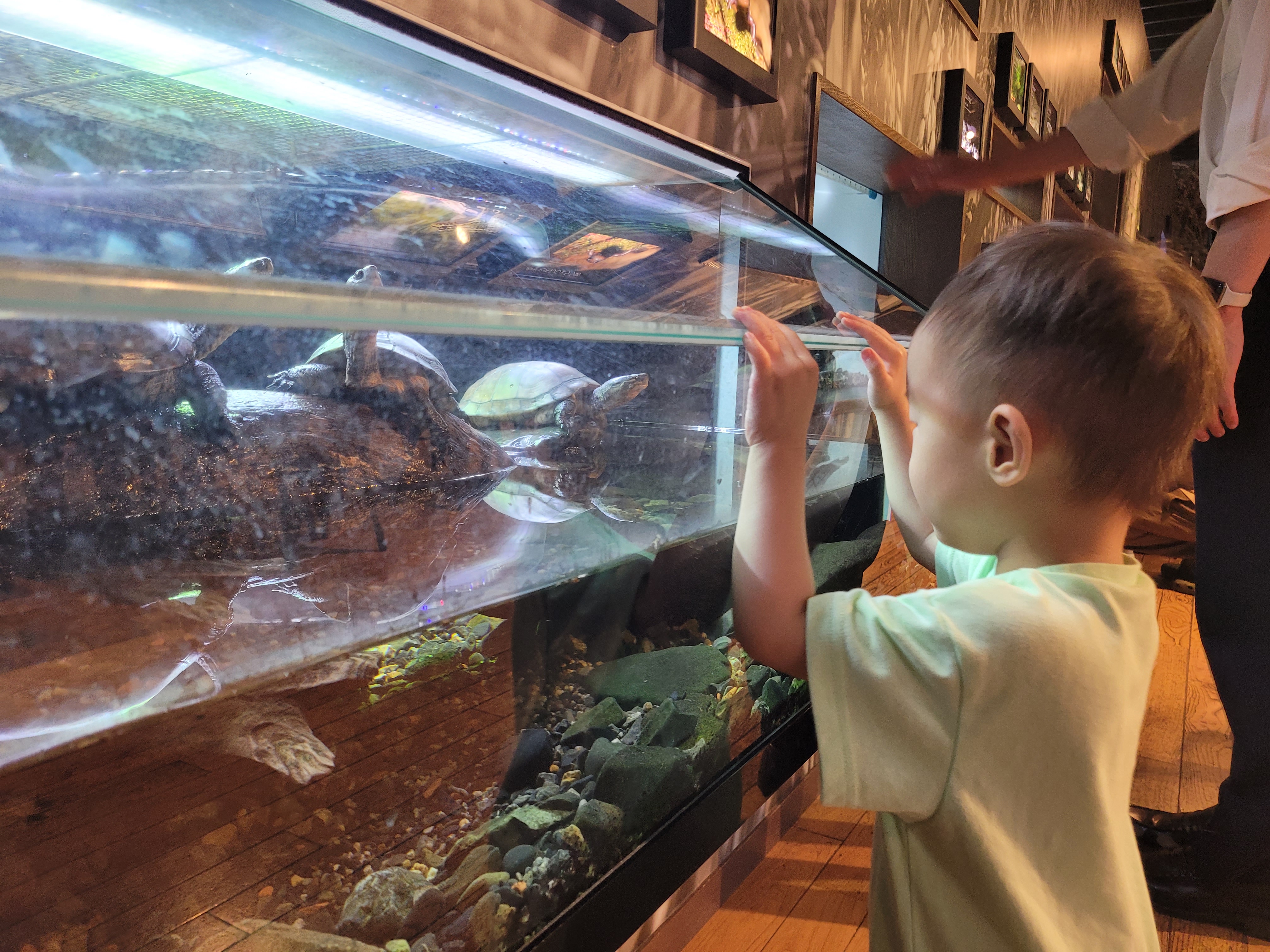 교토 수족관 거북이. 아기들이 눈높이에서 바로 볼 수 있도록 되어 있다.