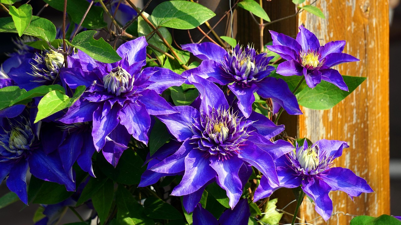 클레마티스(Clematis)