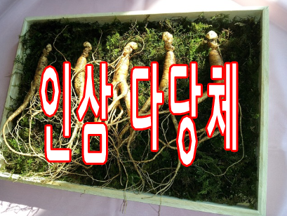 인삼 다당체