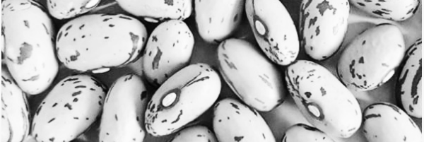 호랑이콩 재배방법: 호랑이콩 수확시기