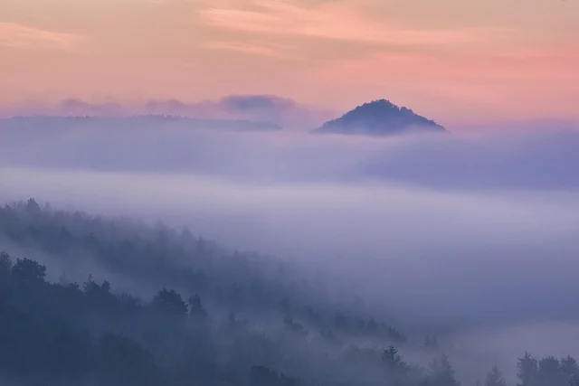 나무가 주는 치유 효과 알아보기