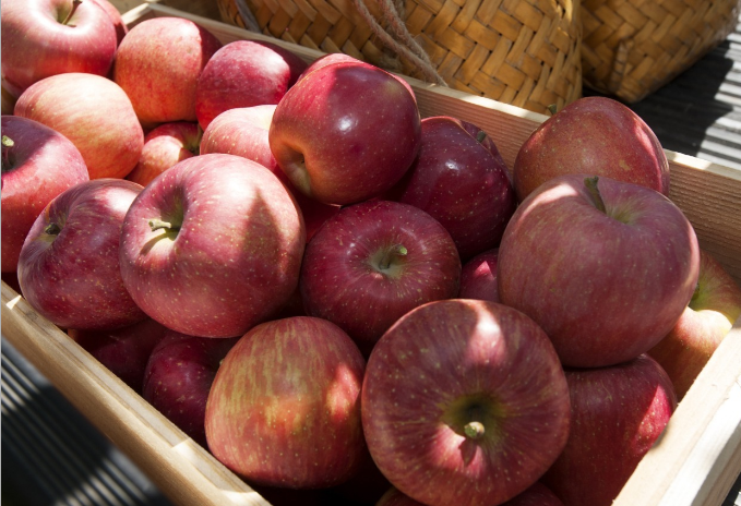 아오모리현-눈의-왕국