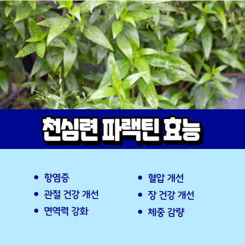천심련_효능