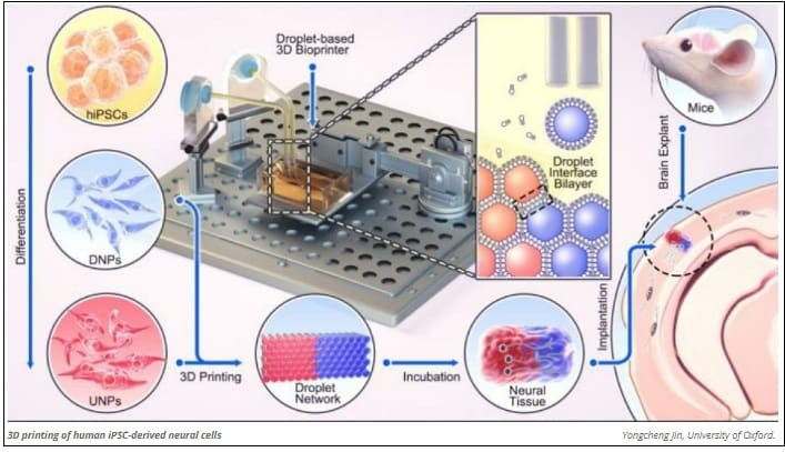 뇌&nbsp;손상&nbsp;치료 희망, 획기적인 새로운&nbsp;뇌 3D&nbsp;프린팅 기술: 옥스포드&nbsp;대 New 3D printing approach offers hope for brain injury repair
