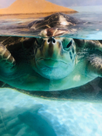 후쿠오카 여행 마린월드 우미노나카미치