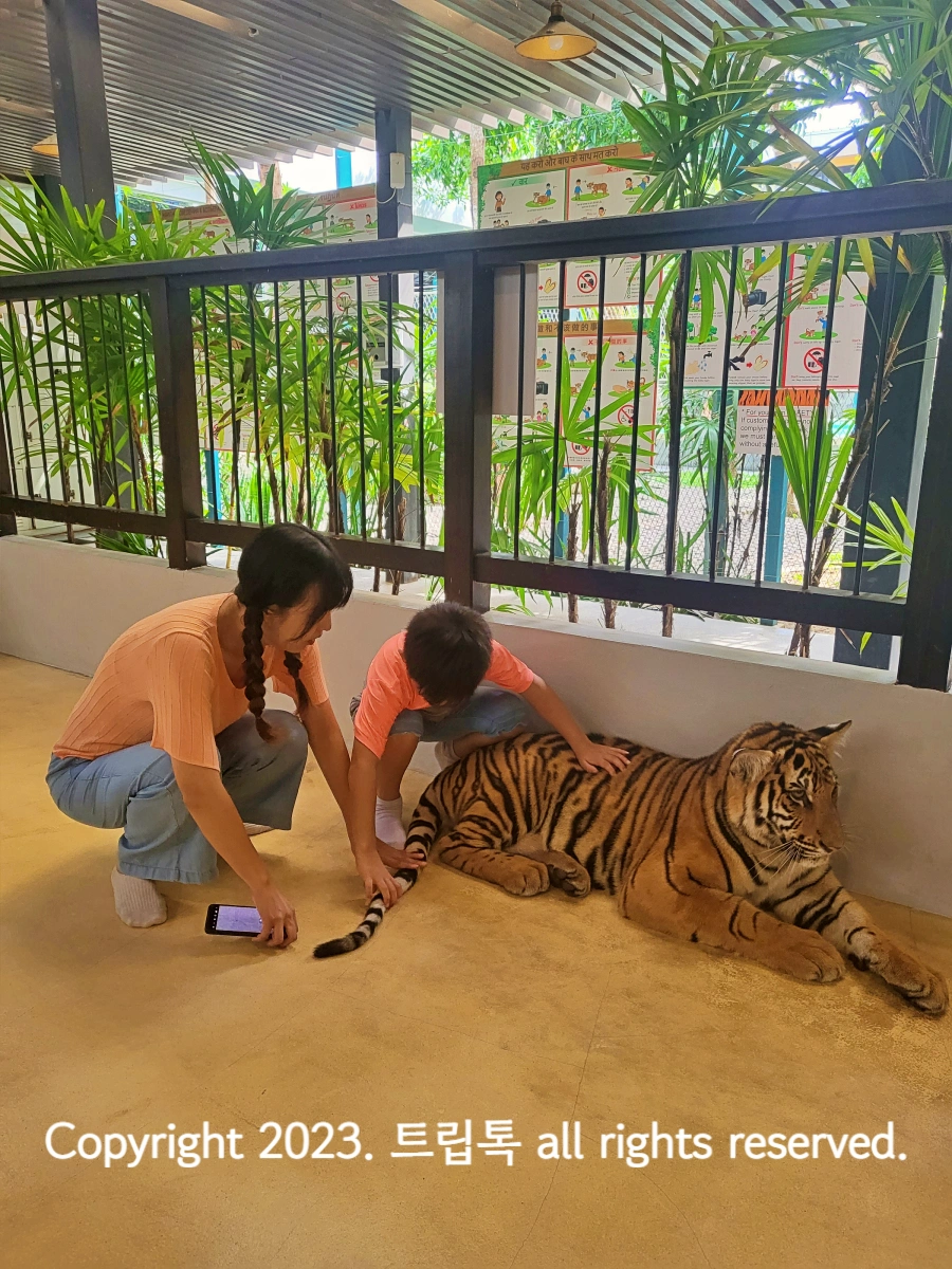 한 아이와 여자가 호랑이를 쓰다듬으면서 꼬리를 만지고 있다