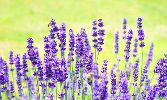 2025 무릉별유천지 라벤더 축제