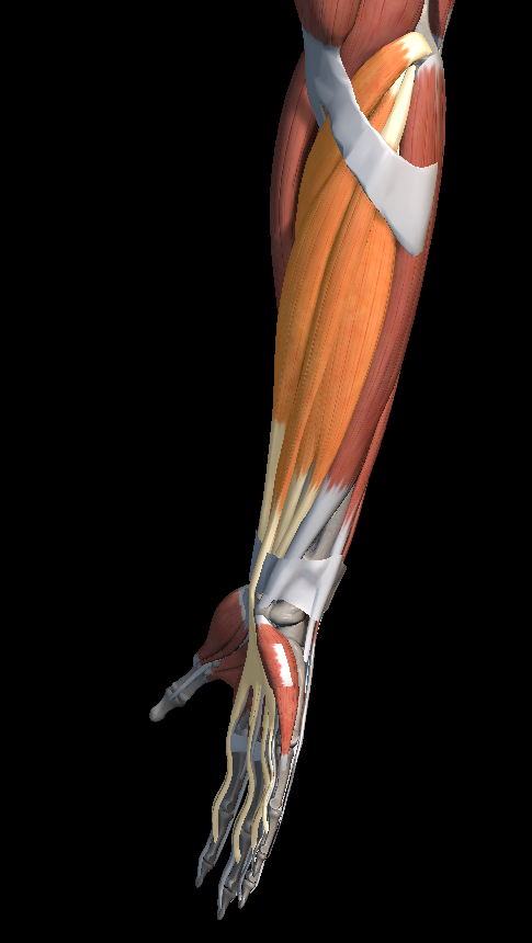 팔꿈치 안쪽 통증 원인과 치료법