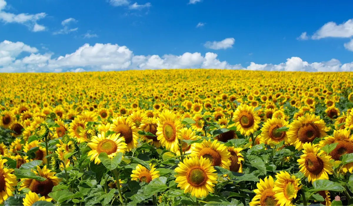 해바라기밭