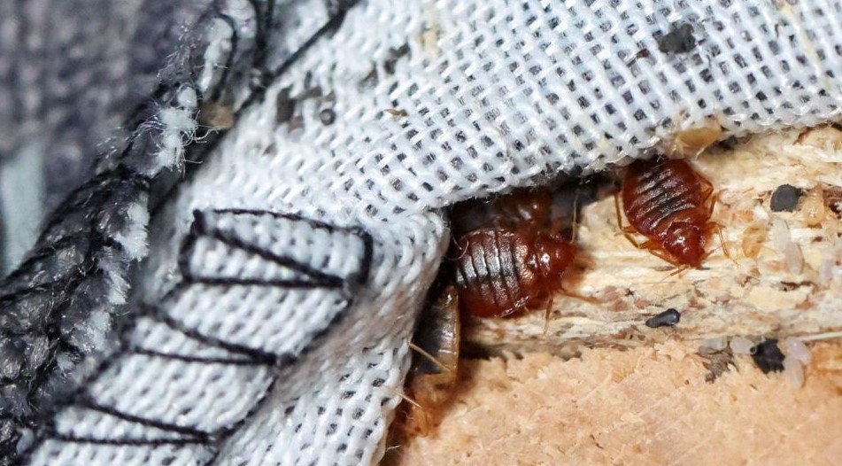 알트태그-매트리스에서 발견된 빈대