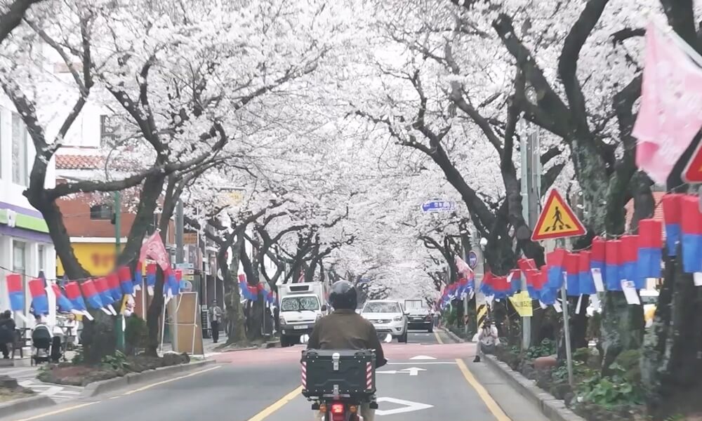 나 혼자 산다 기안84 제주도 벚꽃길 스쿠터 대여