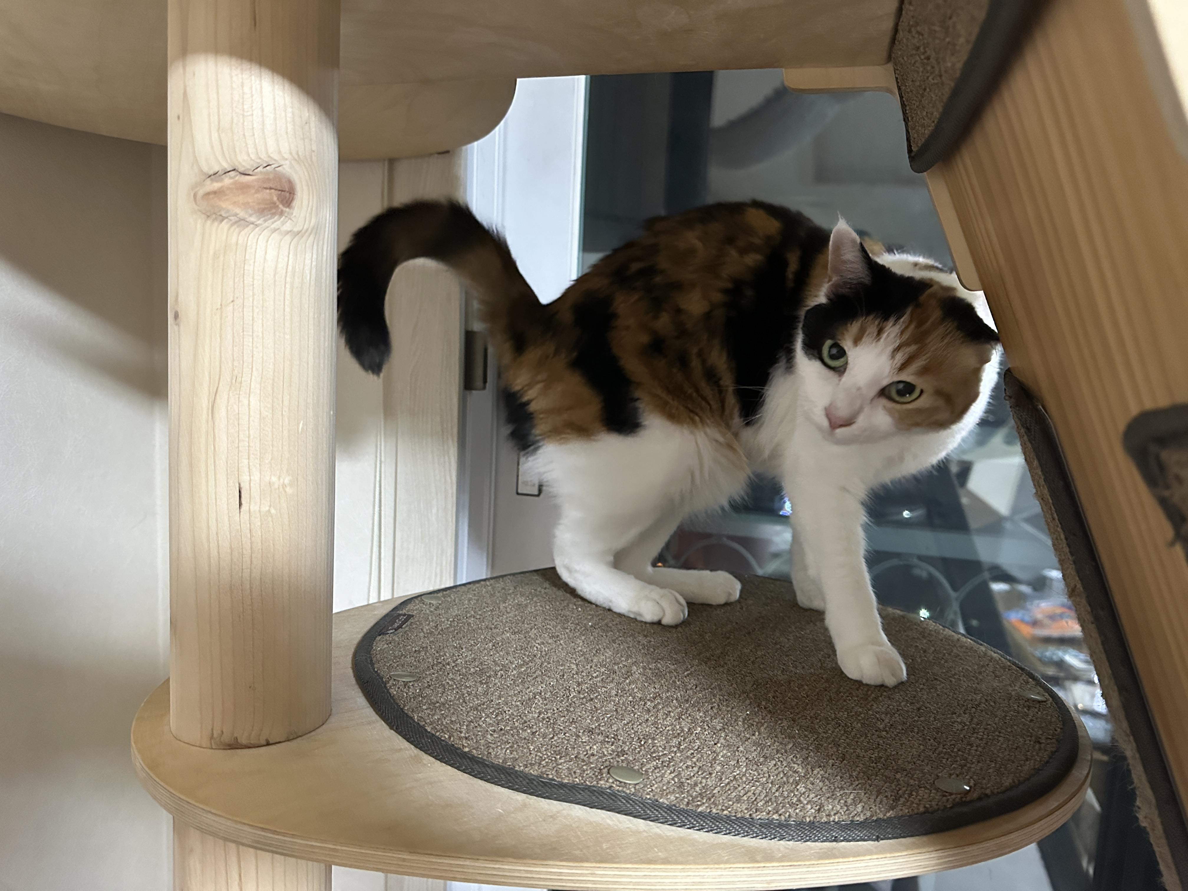 디어캣 캣폴 기둥 스크래쳐 카펫을 교체했다 (feat.신난 냥냥이들 반응)