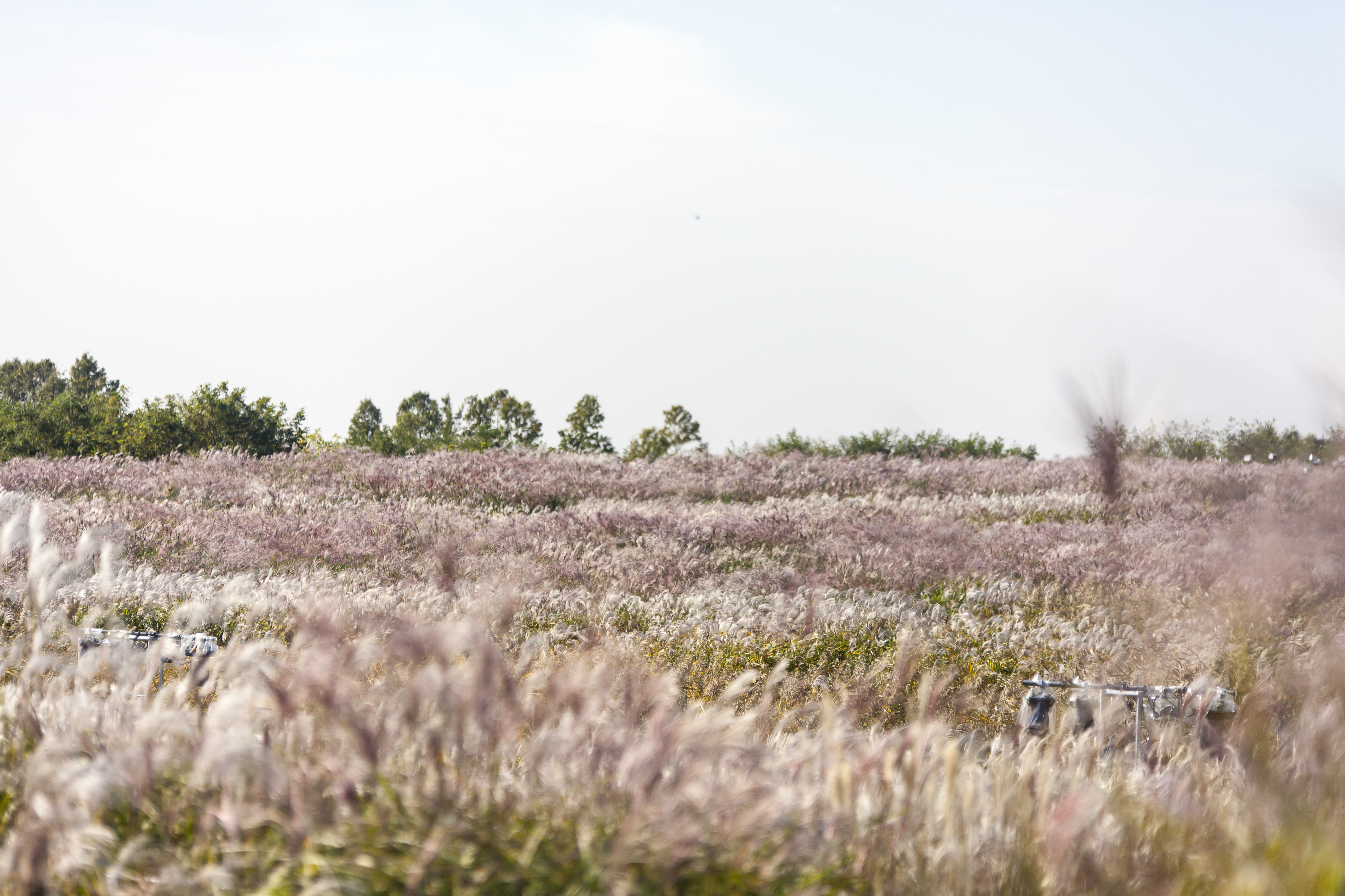 하늘공원창덕궁23110 by 이상화, 공유마당, cc by