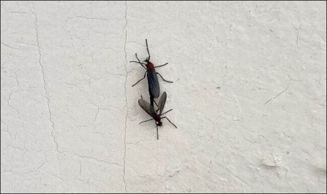 러브버그 퇴치방법 5가지 공유