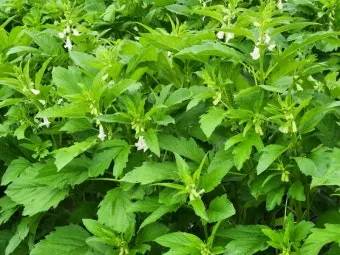 참깨 효능 파종 수확 보관 씻는 법까지 먹는 방법 총정리_9