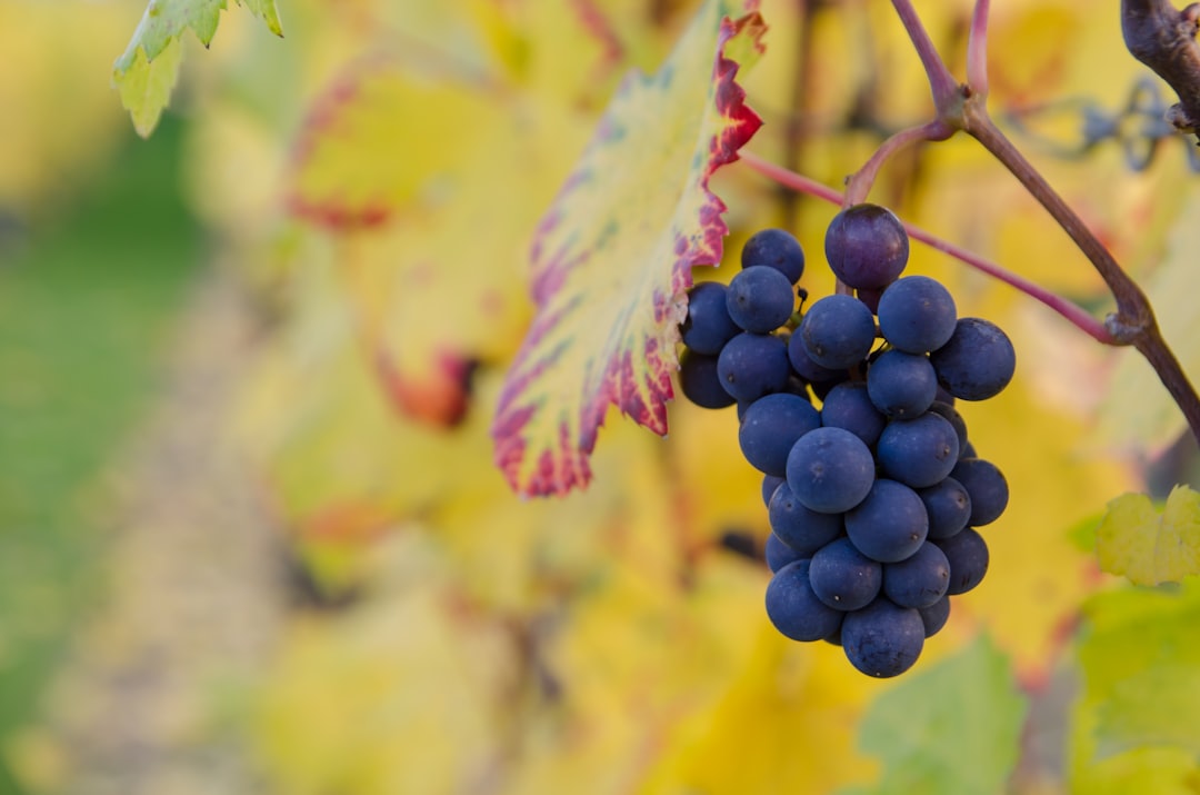 Grape