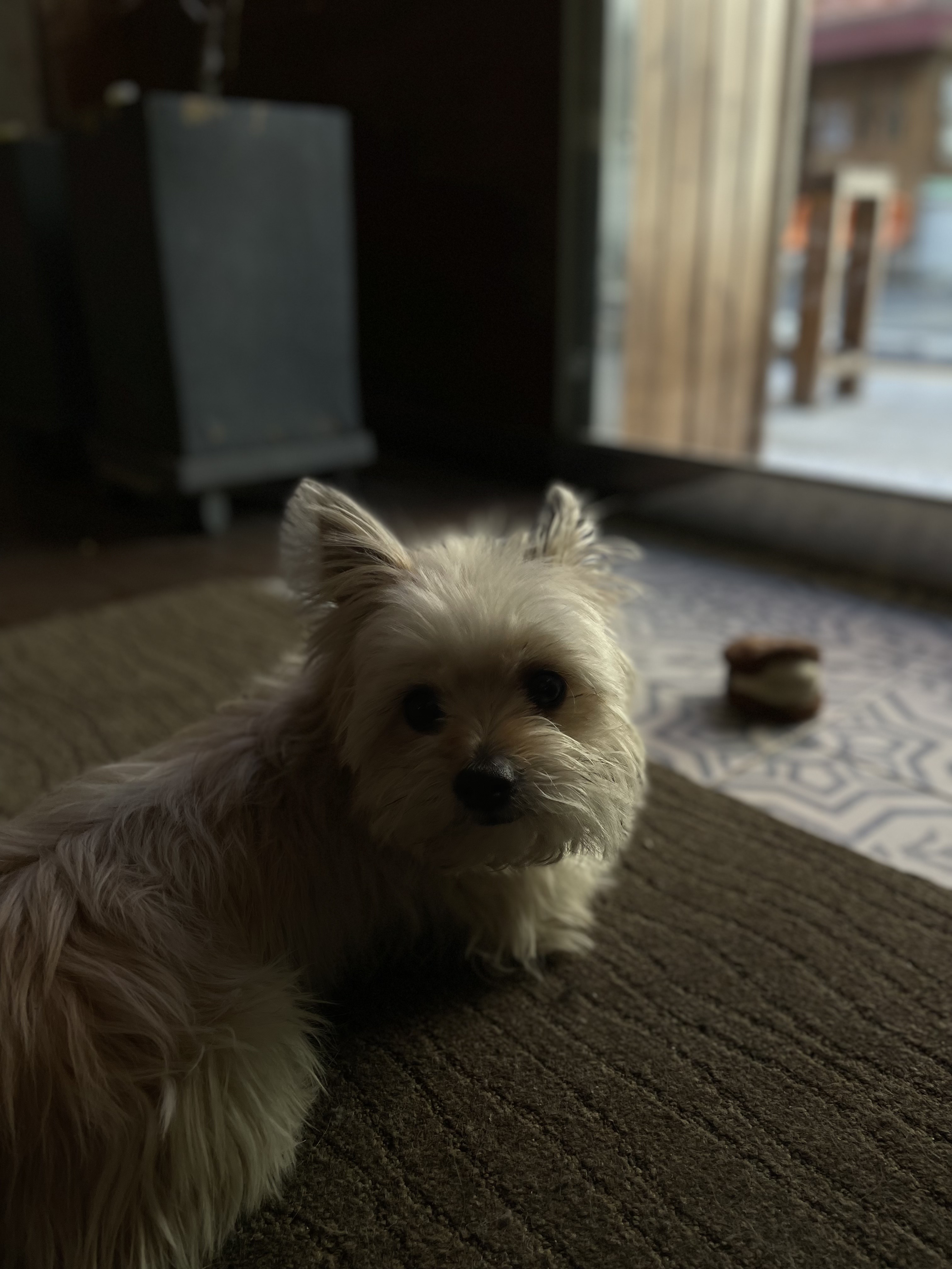 울산 애견동반 카페 퍼지네과자점