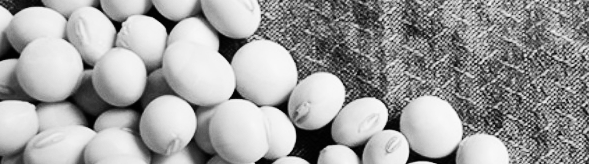 메주콩 삶는법: 전기밥솥