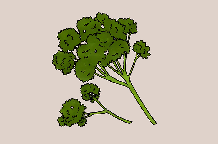 파슬리-하루-섭취-권장량