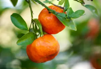 제주 귤 10kg 가격&amp;#44; 효능과 영양성분